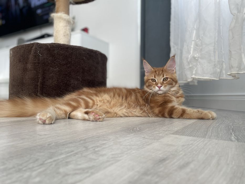 Pisica Maine Coon Red