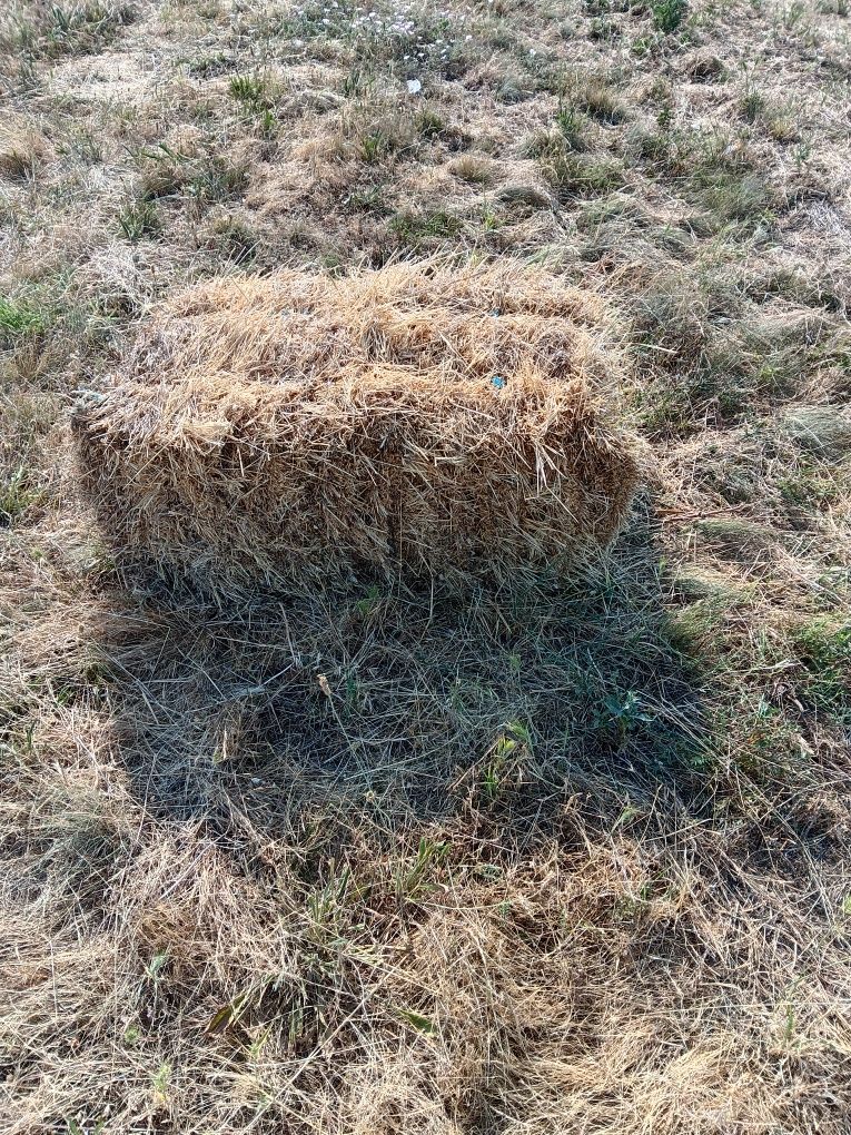 Продавам люцерна