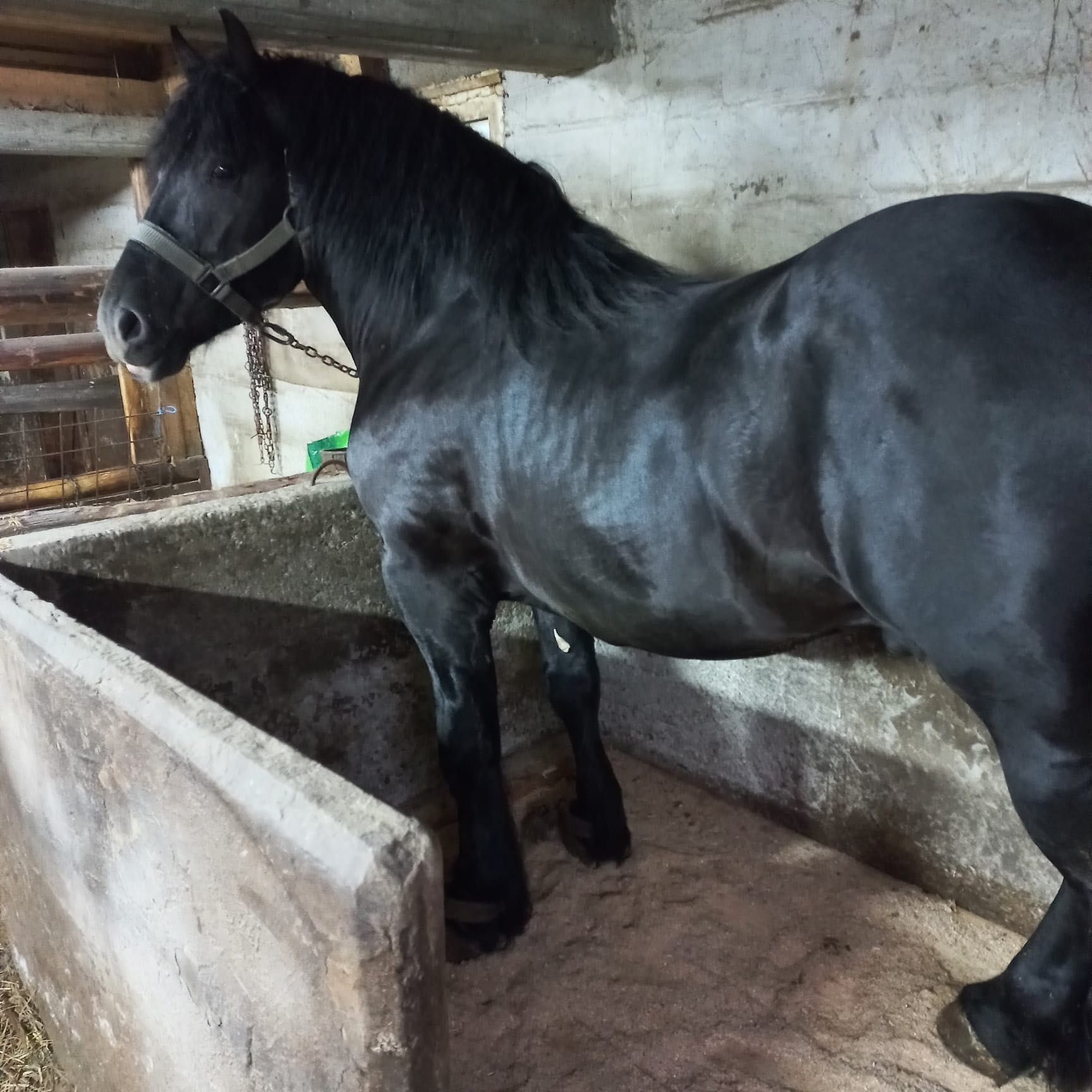 Armăsar Ardenez negru