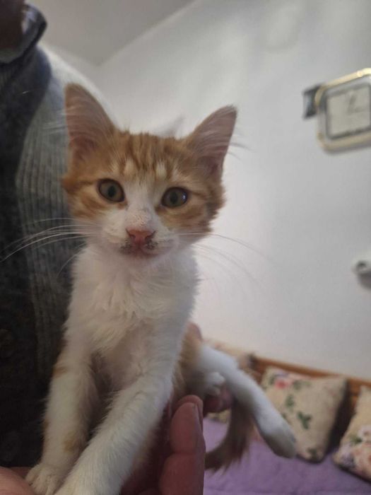 Подарявам пухени котенца