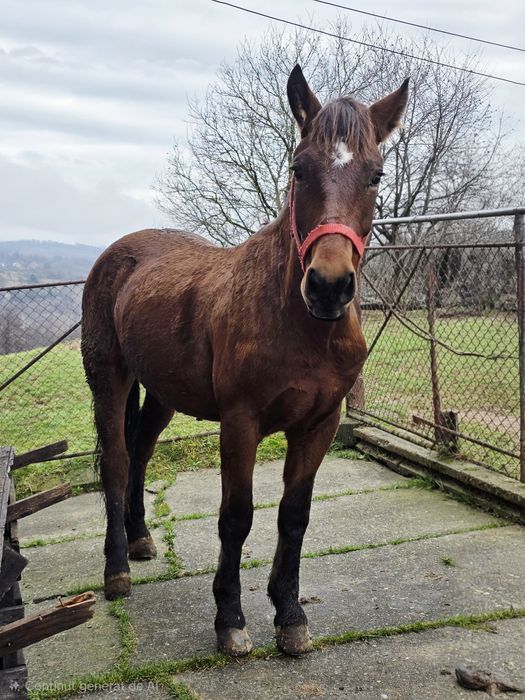 Cal de vânzare, vârstă 2 ani și 6 luni