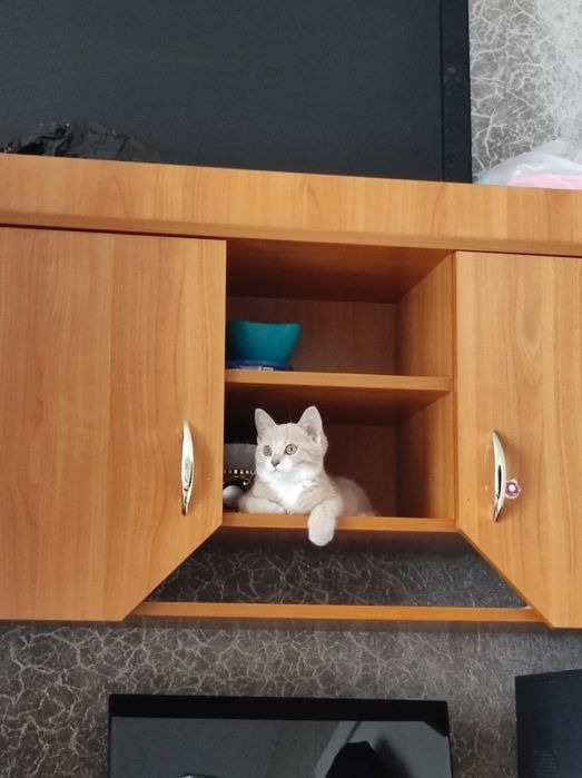 Отдадим кота в добрые ,заботливые руки