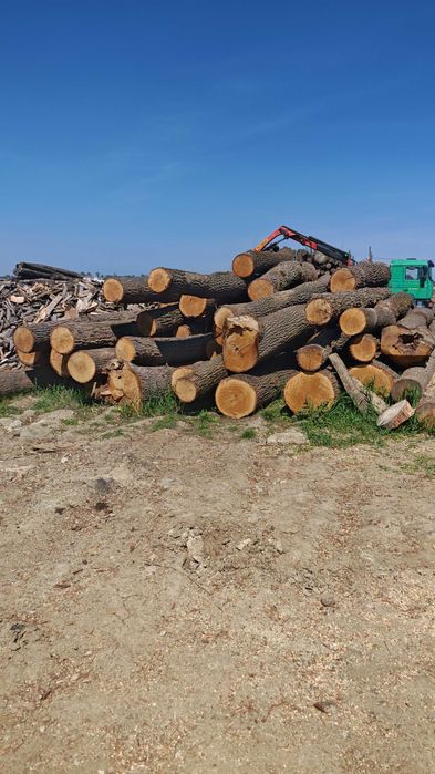 bustean stejar  gater clasa A si B