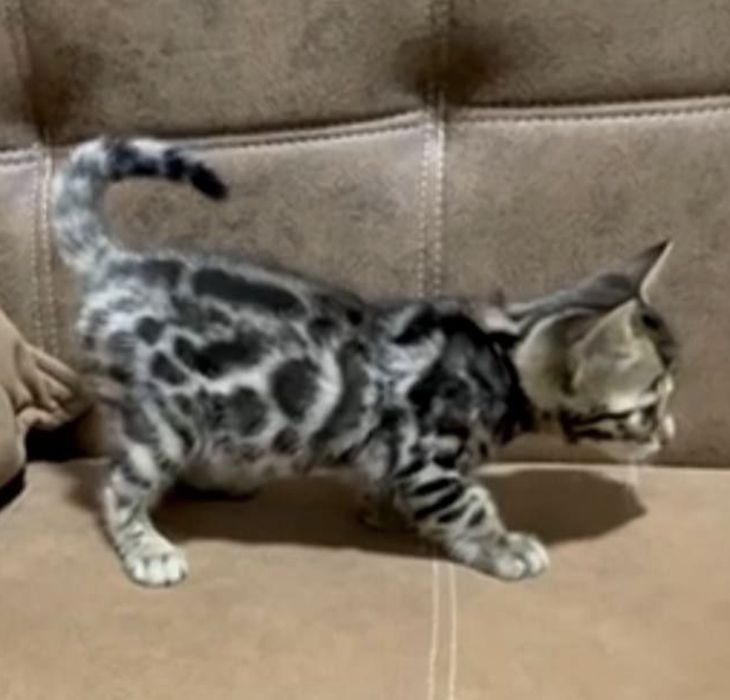 Bengal mushukcha