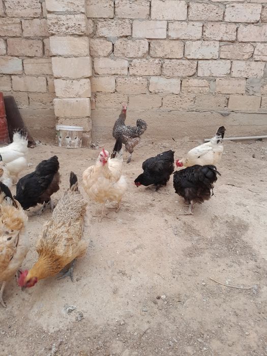 Жас тауыктар сатылады