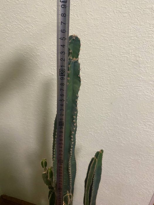 Kaktus guli sotiladi