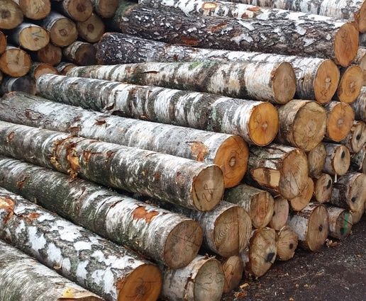 Кругляк  березы 2х метровый