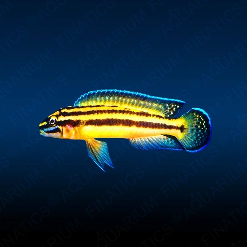 Julidochromis ornatus (Yellow Zaire)
 4-5 sm 5 ta para qoldi s