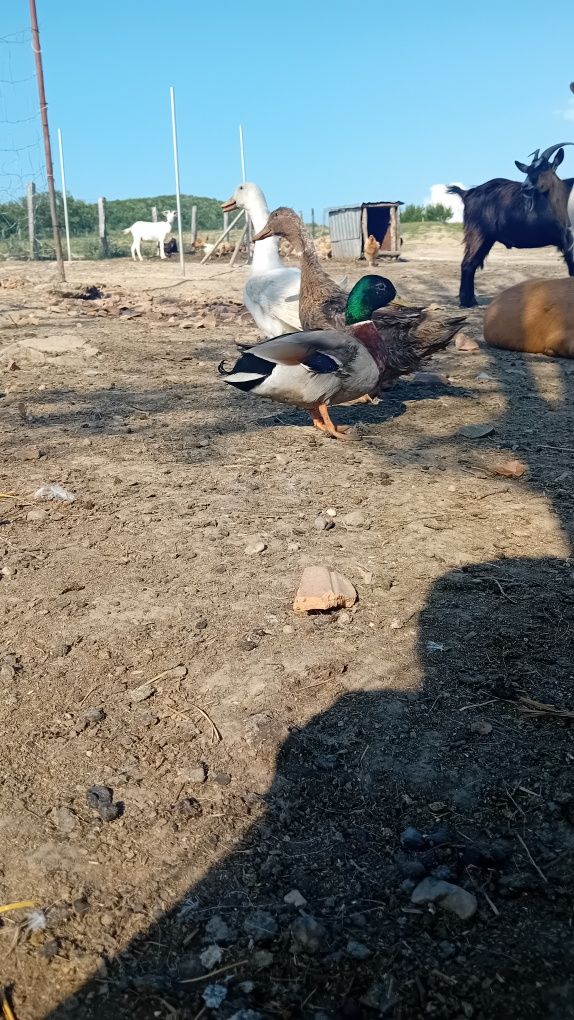 Rățoi salbatic operat