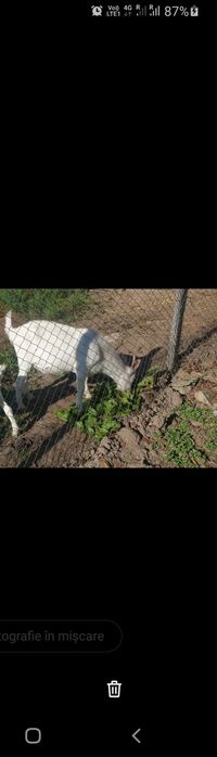 Vand țap sannen varsta un an