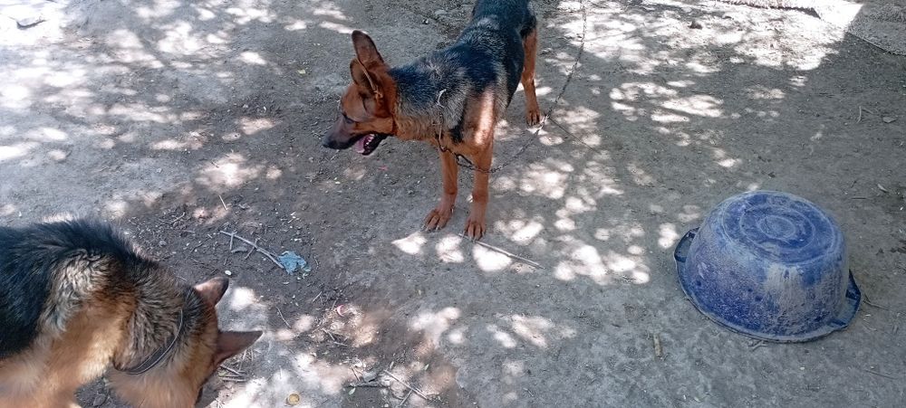 Немицки кыз кушик