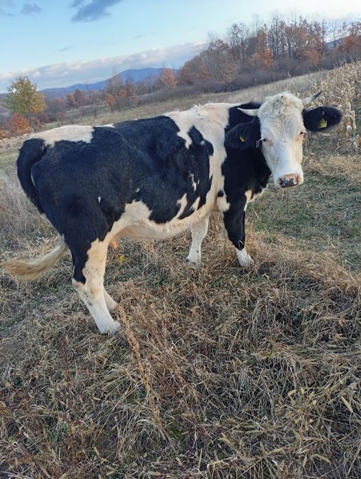 Vând vacă de 4 ani