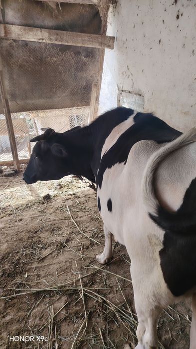 Ona bola sigir sotiladi