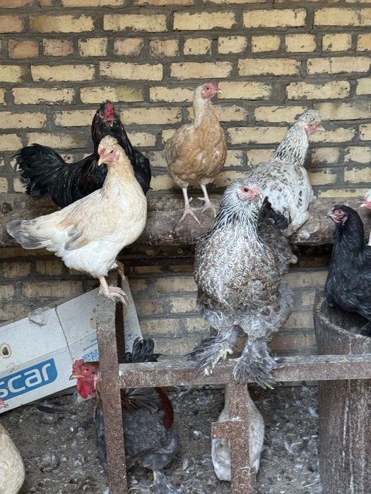 Товуклар хаммаси сотилади