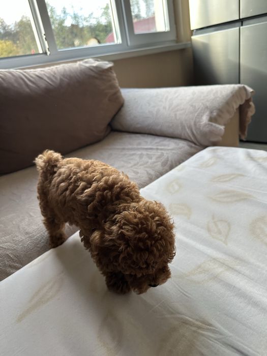 Продавам той пудел.