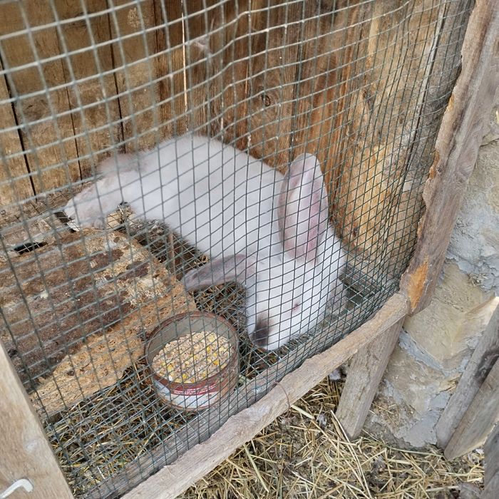 Зайци мъжки и женски на всякаква възраст
