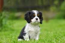 . Cavalier king Charles
