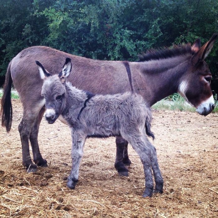 Магарешко мляко София