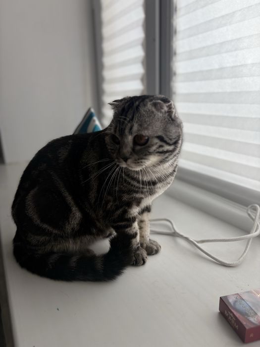 Кошка веслоухий чистокровный