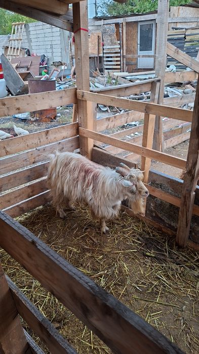 Vând tap tânăr, bun de monta