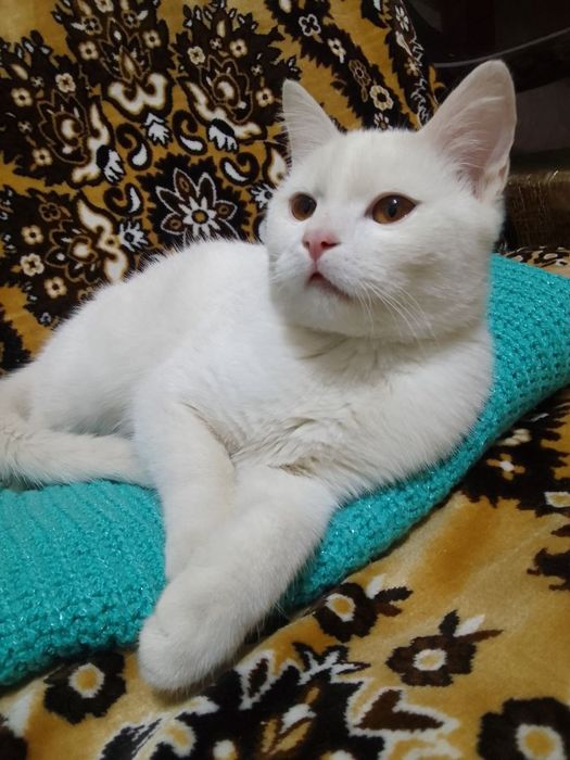 Котенок  ответственным людям