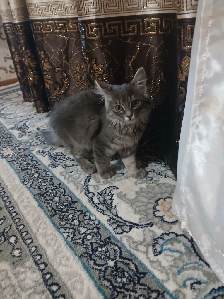 Sogʻlom qiz mushuk