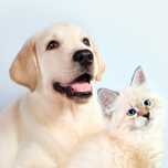 Medic Veterinar La Domiciliu Frizer Canin Si Felin La Domiciliu