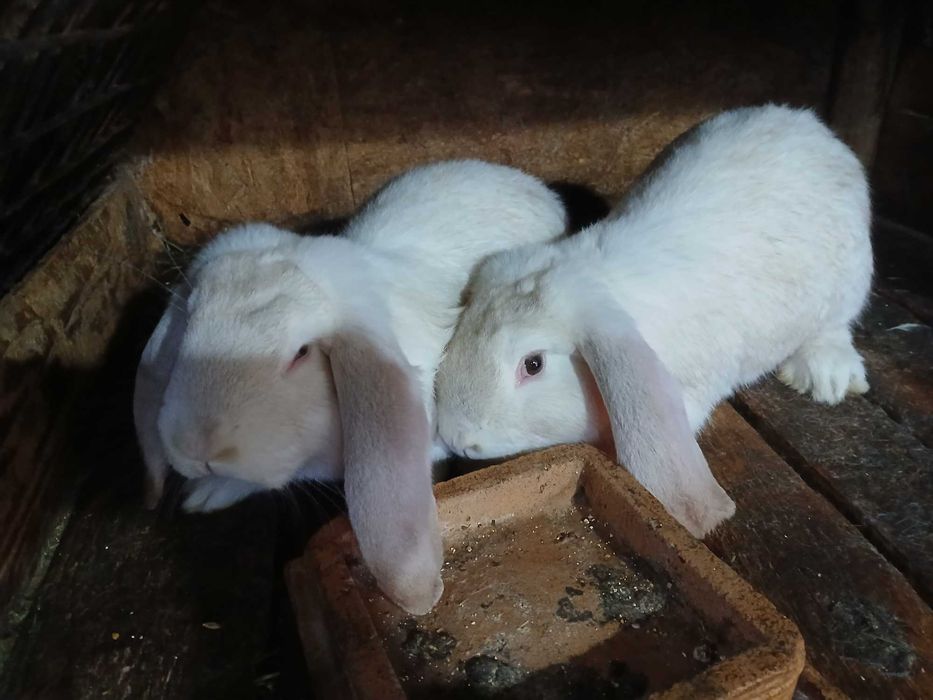 vinzari iepuri de casa