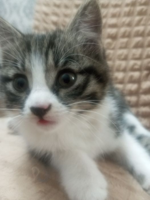 Отдам милых котят в хорошие руки. К лотку приучены