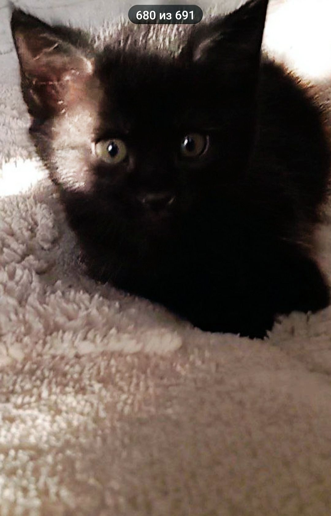 Чёрный котёнок — отдам даром в добрые руки! Малышу 1,5 месяца.
Он ласк