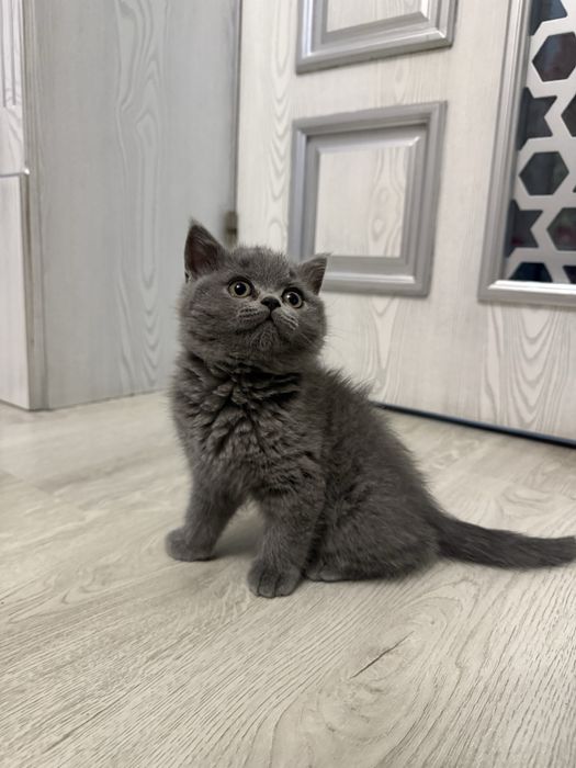 Skotish strayt mushukcha