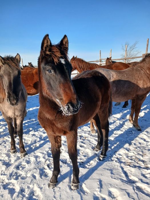 Продам кобыл жирёбых.
