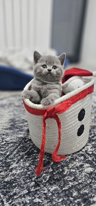 British shorthair cu pedigree