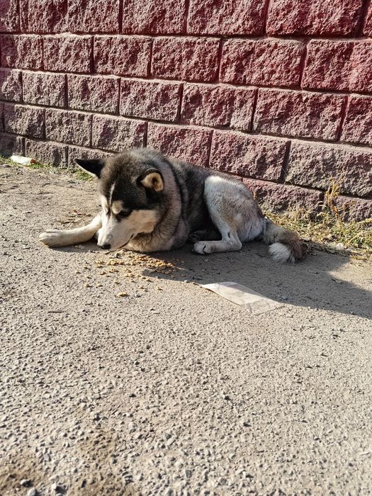 Найдена собака хаски