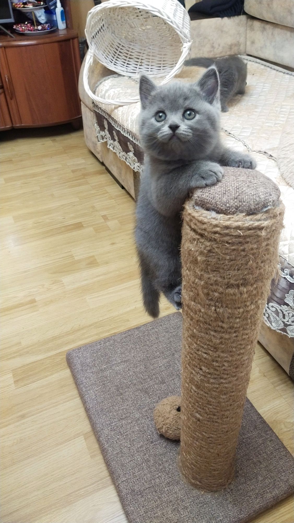 Котята - британцы.