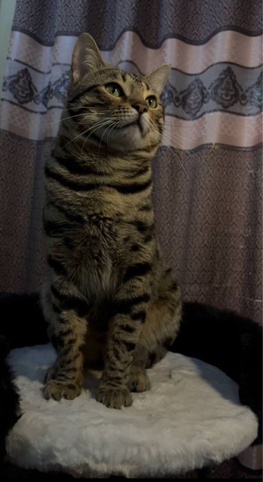 Продаётся Чистокровный Бенгальский кот