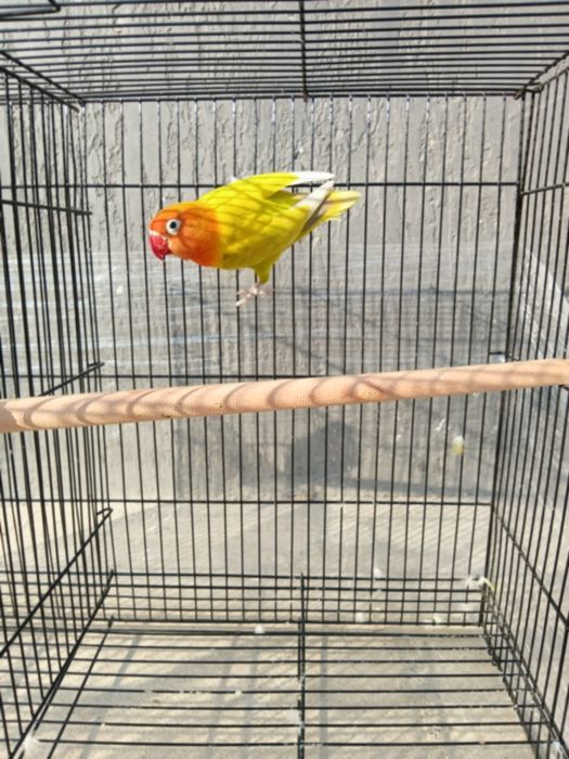 Куш кафаси билан