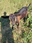 Animale de casa din rasa rumegatoarelor