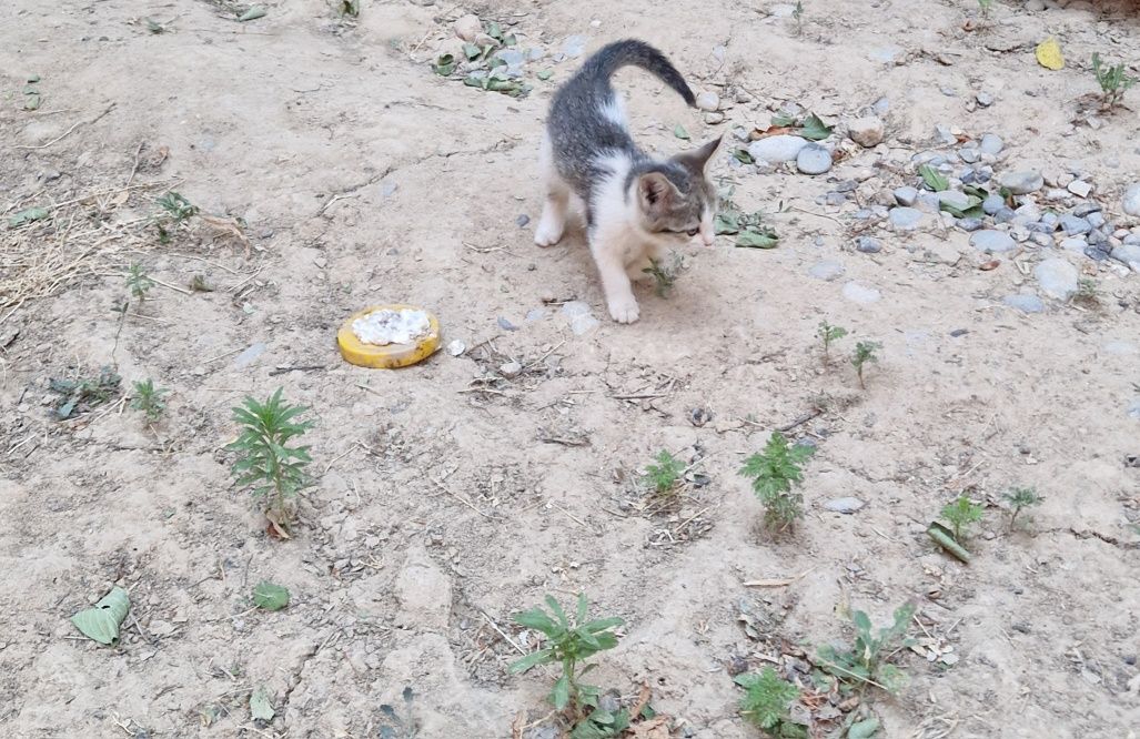 Мысық және оның балдары. Кошка-Котята