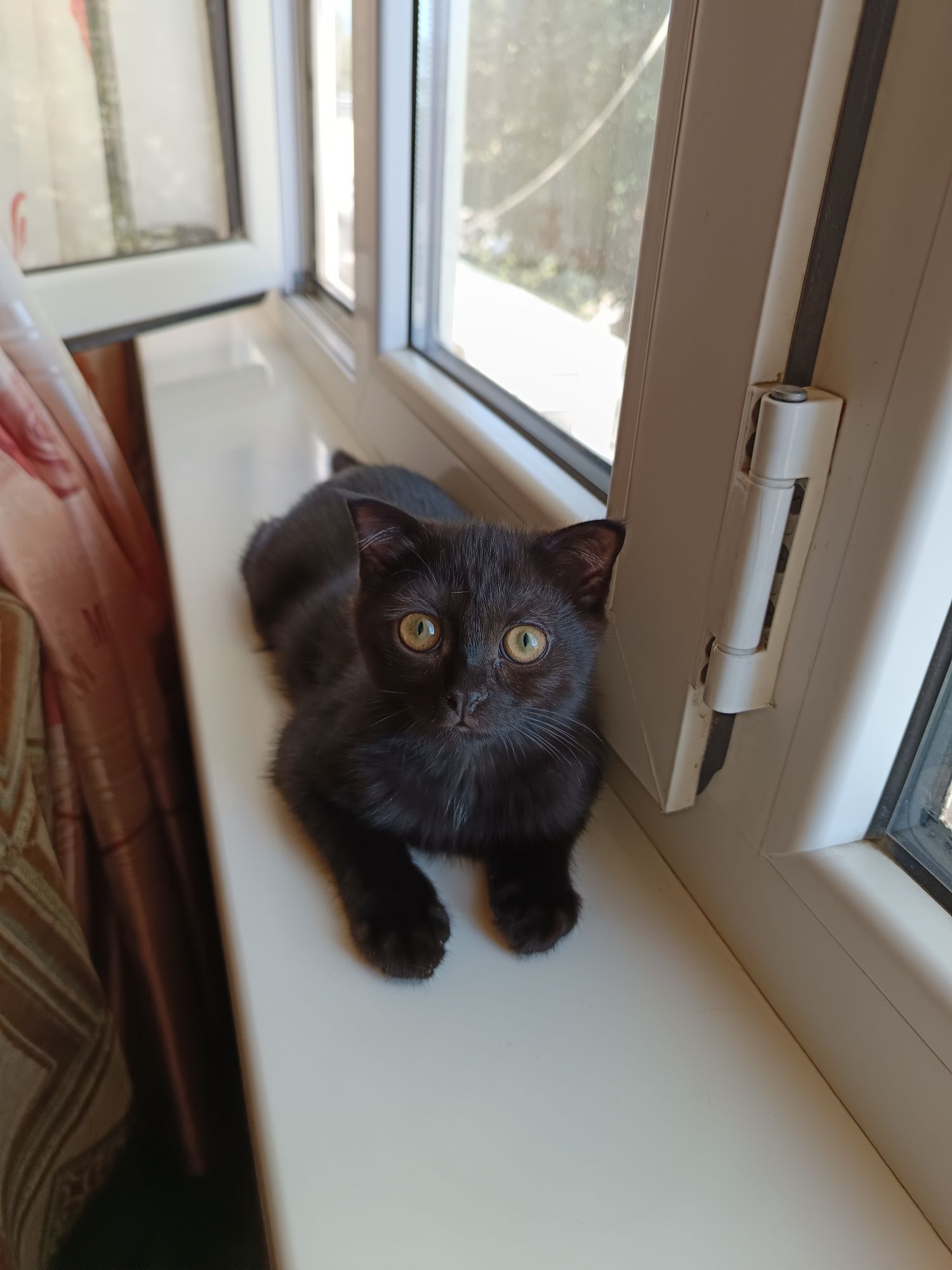 Отдам породистого котенка