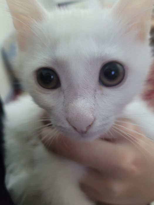 Белая котёнок домашная