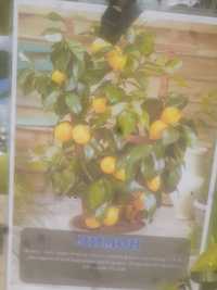 Лимон домашний /урожай в год несколько раз дает