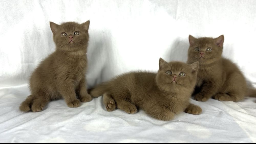 Британская короткошёрстная Котёнок окрас циннамон,