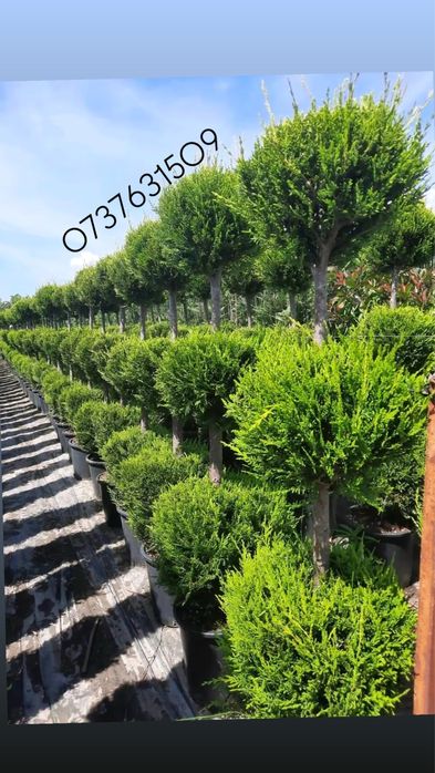 Plante ornamentale decorative