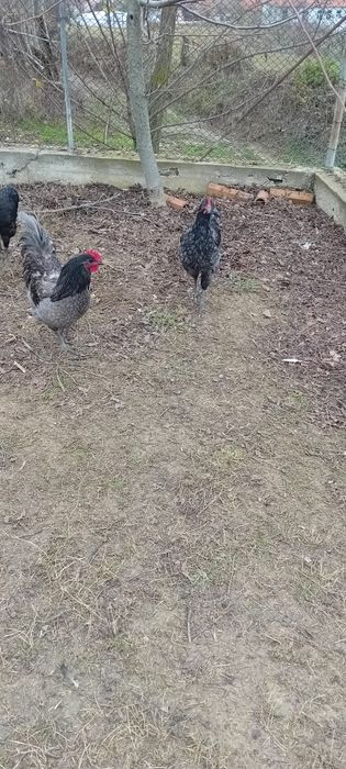 Cocoși australorp negru și australorp