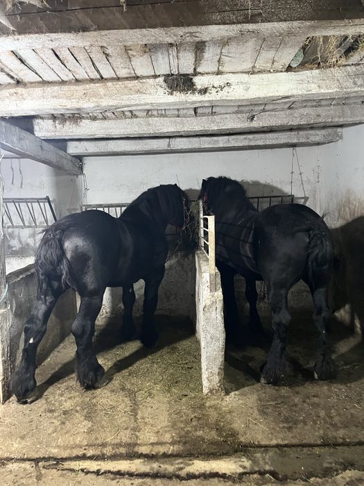 Armasari de vanzare .