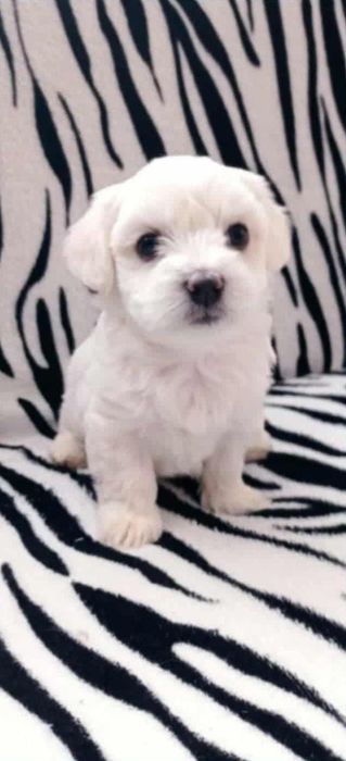 Bichon Maltez ..