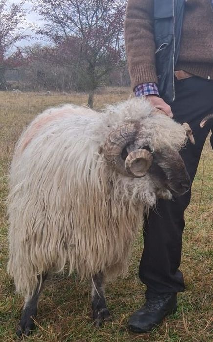 Vând berbecii bucălai