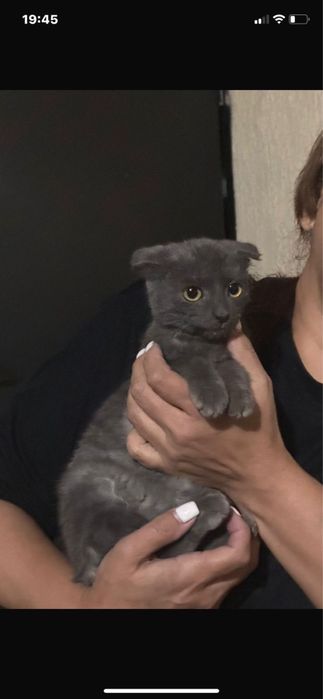 Отдам кошку в добрые руки