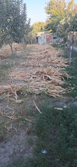 Маккажухори пояси сотилади